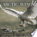 Arctic_wings